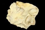Ordovician Fossil Bivalve Mollusk and Gastropod - Wisconsin #174402-2